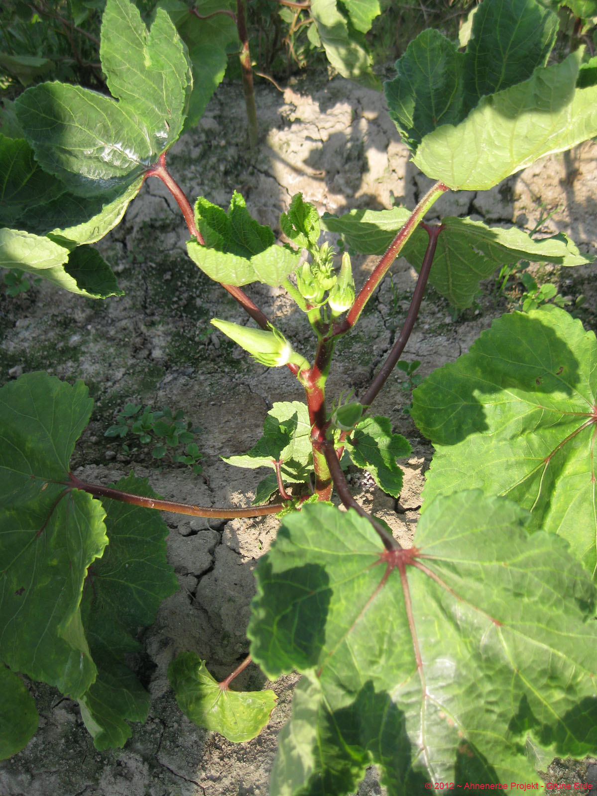Lady Finger planting 21